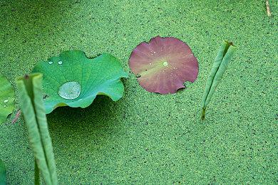 《饿狼传说：群狼之城》＆《街霸》联动角色“肯”预告视频发布
